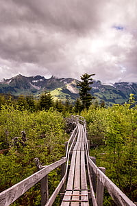 brown wooden bridge surrounded by plants thumbnail