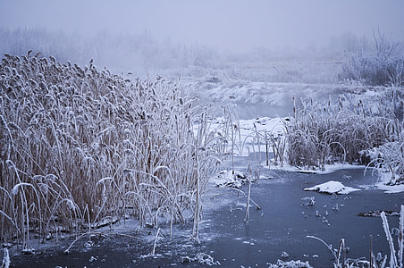 grayscale photography of grey plants on body of water thumbnail