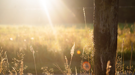 sunlight reflected on grass field thumbnail