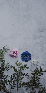 three pink, blue, and white petaled flowers thumbnail