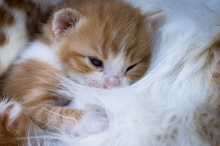 orange tabby kitten thumbnail