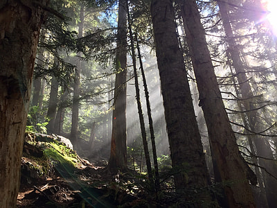 brown trees with a ray of sunlight thumbnail