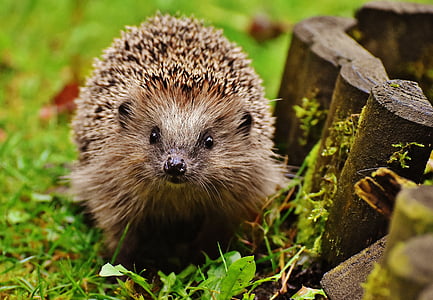brown hedgehog thumbnail