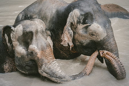 photo of two black elephants thumbnail