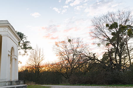 wood, light, dawn, landscape thumbnail