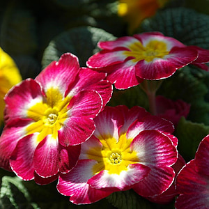 red-white-and-yellow Primula flowers thumbnail