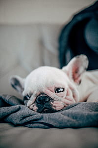 French bulldog lying on blanket thumbnail