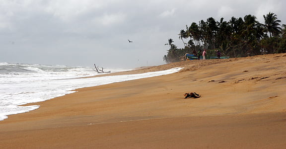 Photo of Seashore thumbnail