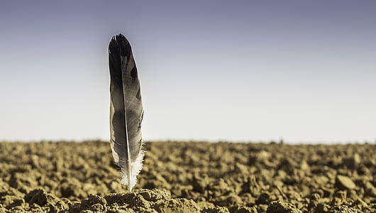 white and black feather thumbnail