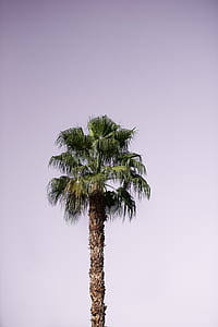 coconut treee thumbnail
