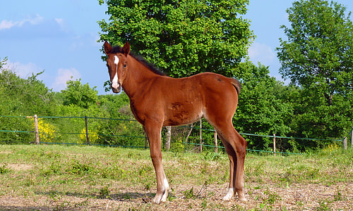 brown and white horse standing on the green grass field thumbnail