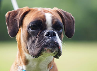 close-up photography of tan boxer puppy thumbnail