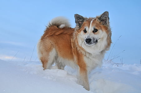 white and tan dog stands on ice field at daytime thumbnail