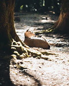 brown deer beside tree trunk thumbnail