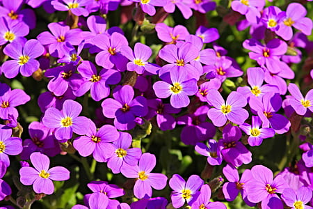 purple petaled flower thumbnail