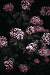 selective photography of purple petaled flowers thumbnail