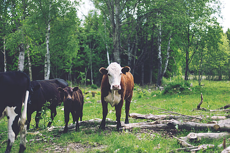 brown and black cattle standing under trees thumbnail