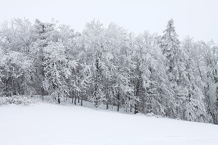 pine trees covered snow thumbnail
