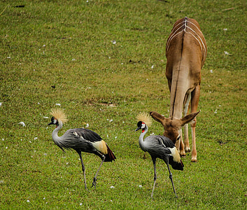 Crane, East African Crowned Crane thumbnail