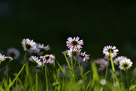 shallow focus of flowers on green grasses photography thumbnail