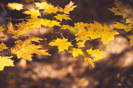 brown maple leaves on macro shot thumbnail