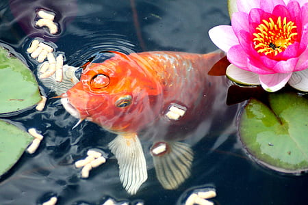 orange koi fish thumbnail