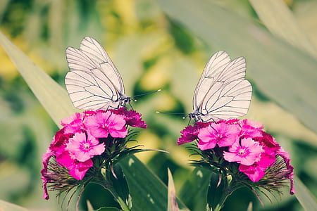 two white butterflies on pink flowers thumbnail