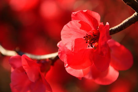 red cherry blossoms in bloom macro photo thumbnail
