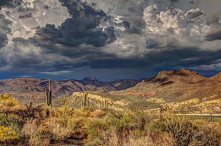cactus plant beside the mountain screenshot thumbnail