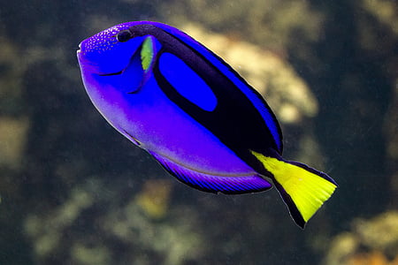 close-up photo of blue and black fish thumbnail