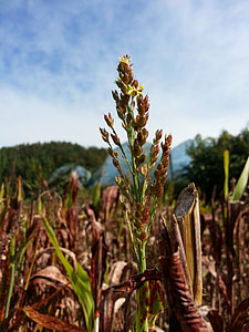 Millet, The Nutritional Value Of Millet thumbnail