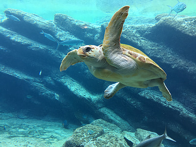 photo of brown turtle thumbnail