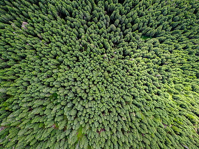 aerial photography of green trees at daytime thumbnail