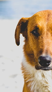 focus photography of brown dog thumbnail