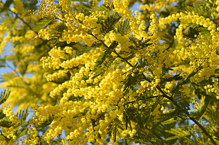 yellow flowers thumbnail