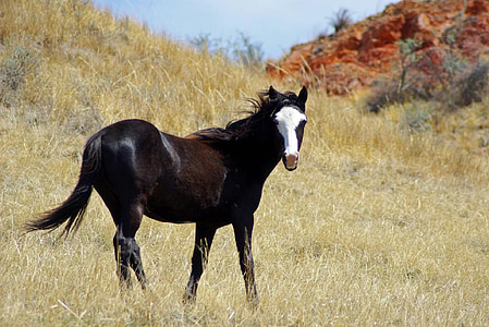 black and white horse surrounded by grass during daytime thumbnail
