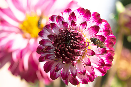 bee on top of white-and-pink petaled flower thumbnail