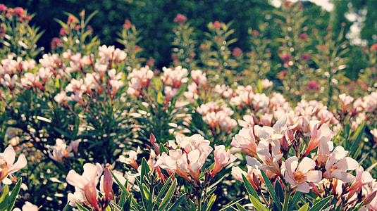 pink petaled flower field thumbnail