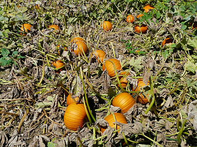 Pumpkin, Cucurbita Maxima thumbnail