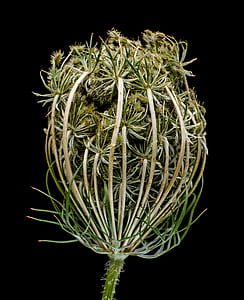 green leafed plant thumbnail