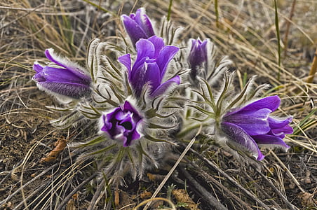purple flower plant on gray soil surrounded by grass thumbnail