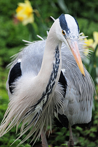 white heron thumbnail