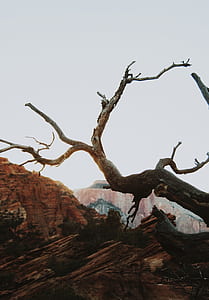 withered tree beside moutain thumbnail