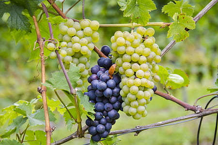 green and purple grapes close-up photo thumbnail