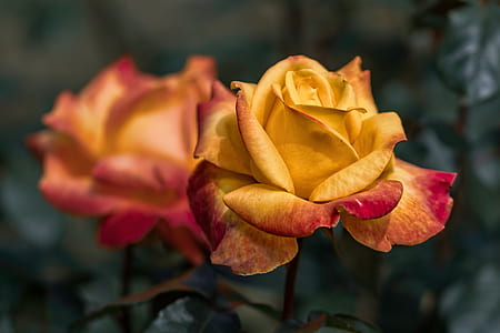 selective focus photo of red and yellow rose thumbnail
