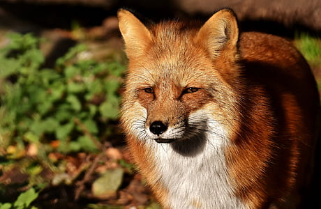 close up photography of brown fox thumbnail