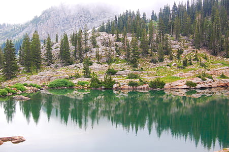 green-leafed trees and still water thumbnail