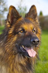 shallow focus photography of brown dog thumbnail