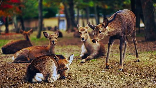 five brown deer thumbnail