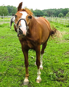 brown horse on land thumbnail